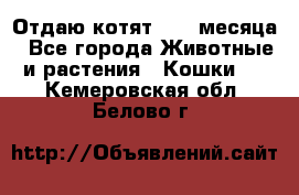 Отдаю котят. 1,5 месяца - Все города Животные и растения » Кошки   . Кемеровская обл.,Белово г.